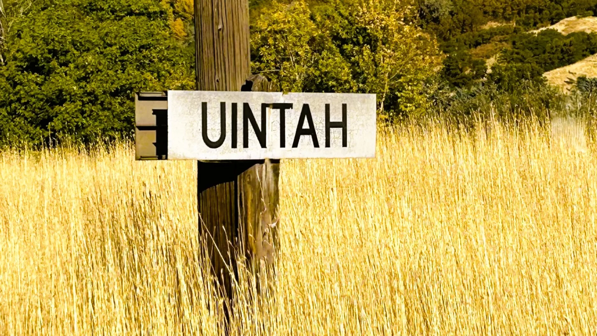 tall grass uintah